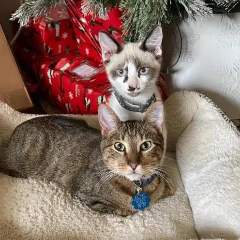 Two cats under a Christmas tree